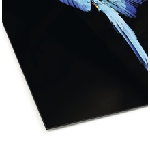 Alu-Dibond Druck mit einem Ara auf schwarzem Hintergrund