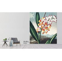 Fototapete Vlies HRBP300052 Thornton Tropischer Ingwer 5-tlg. 243 x 280 cm