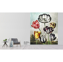 Fototapete Vlies HRBP300077 Thornton Tulpen 5-tlg. 243 x 280 cm
