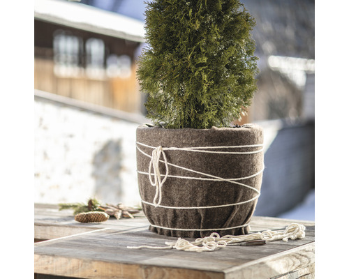 Thuja in einem Topf mit Winterschutz auf einem Tisch