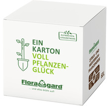 Weisse Kiste mit FloraGard Zitrus- und Mediterranpflanzenerde, 60 Liter