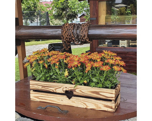 Blumenkasten aus Holz mit Herzapplikation und gelb-roten Blüten
