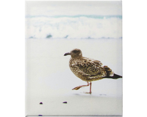 Leinwanddruck einer Möwe am Strand