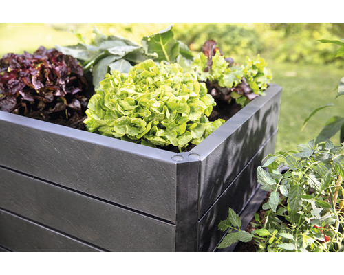 Hochbeet mit Salat und Gemüse