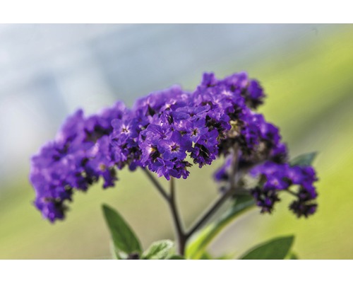 Nahaufnahme einer Heliotrop-Pflanze mit Blüten