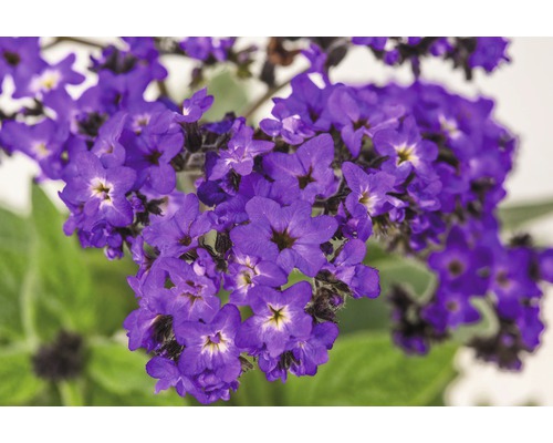 Nahaufnahme von Vanilleblumen mit violetten Blüten