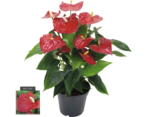 Flamingoblume/ Anthurie rot FloraSelf Anthurium andreanum H ca. 50 cm Ø 17 cm Topf