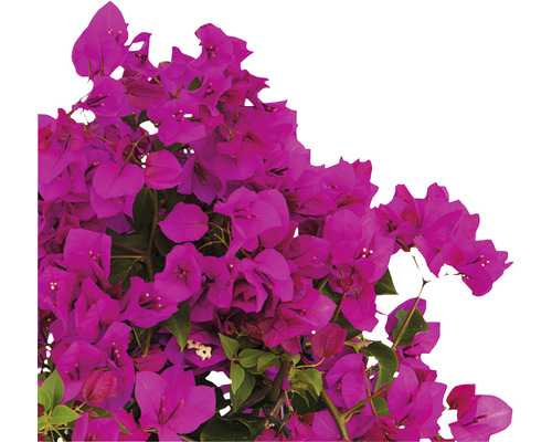 Nahaufnahme einer Bougainvillea Pflanze mit Blüten