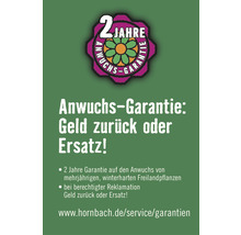 23 x Glanzmispel FloraSelf Photinia fraseri 'Red Robin' H 80-100 cm Co 10 L für ca. 9 m Hecke-thumb-7 23 x Glanzmispel FloraSelf Photinia fraseri 'Red Robin' H 80-100 cm Co 10 L für ca. 9 m Hecke-thumb-7