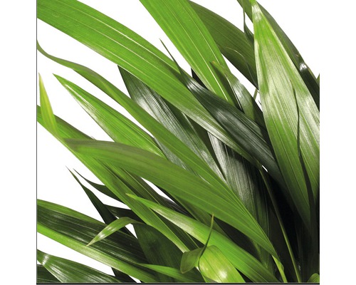 Nahaufnahme von Zimmerpflanze mit grünen Blättern