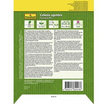 Samentüte Celosia argentea Feuerwerk Mix