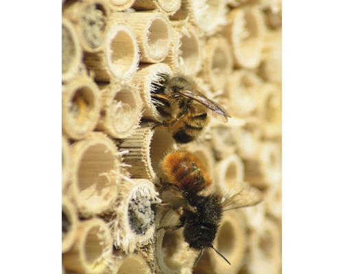 Nahaufnahme eines Insektenhotels mit zwei Bienen