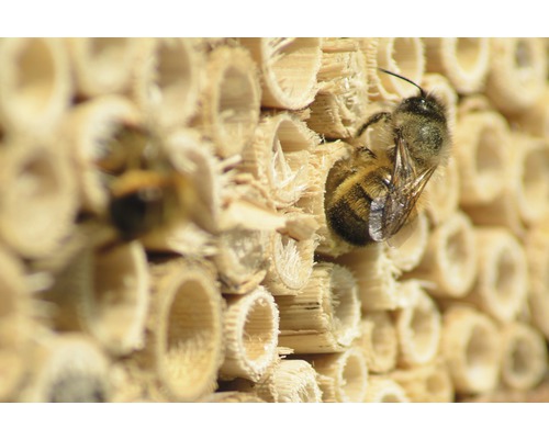 Nahaufnahme eines Insektenhotels mit Wildbienen