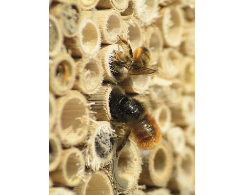Nahaufnahme eines Insektenhotels mit zwei Wildbienen