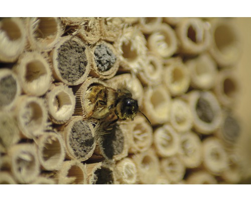 Nahaufnahme eines Insekts vor einem Insektenhotel
