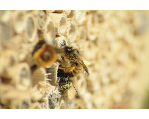 Nahaufnahme von Wildbienen an einem Insektenhotel