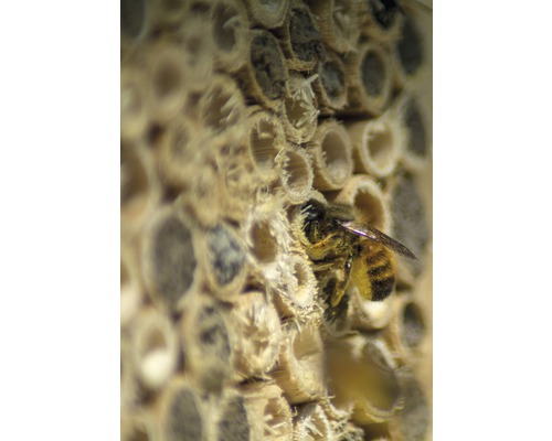 Nahaufnahme einer Wildbiene an einem Insektenhotel aus Bambusröhrchen