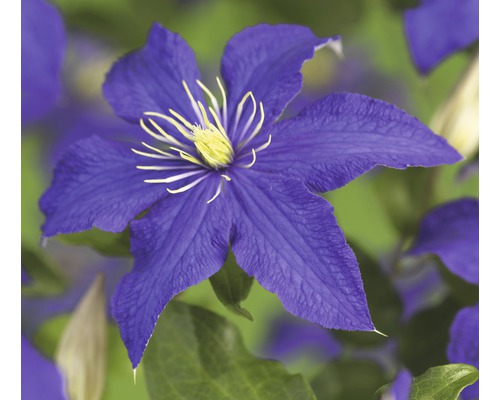 Waldrebe FloraSelf Clematis-Cultivars 'Rhapsody' H 50-70 cm Co 2,3 L