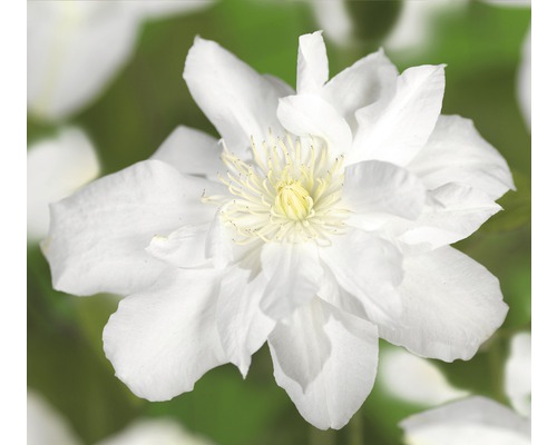 Waldrebe FloraSelf Clematis-Cultivars 'Sylvia Denny' H 50-70 cm Co 2,3 L Waldrebe FloraSelf Clematis-Cultivars 'Sylvia Denny' H 50-70 cm Co 2,3 L