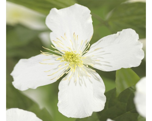 Berg-Waldrebe Clematis montana 'Grandiflora', H 53-70 cm Co 2,3 L