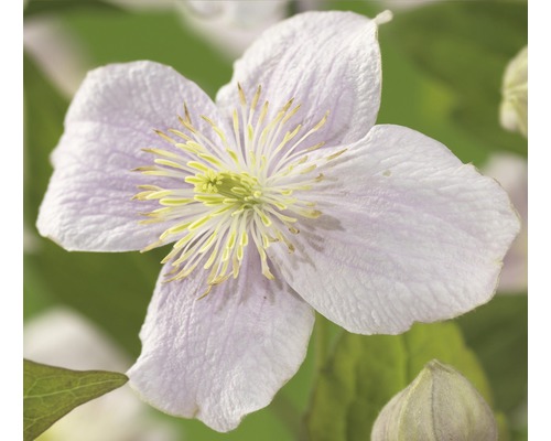 Berg-Waldrebe FloraSelf Clematis montana 'Mayleen' H 50-70 cm Co 2,3 L