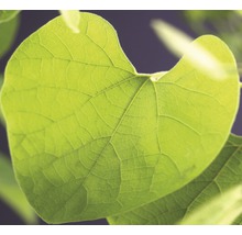Nahaufnahme eines grünen Catalpa-Blattes mit sichtbaren Blattadern