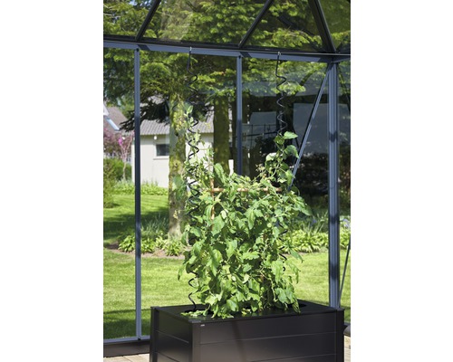 Tomatenpflanze mit Rankhilfe in einem Gewächshaus