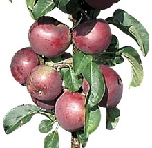 Bio Säulenapfel FloraSelf Bio Malus domestica 'Blue Moon' H 100-130 cm Co 7,5 L