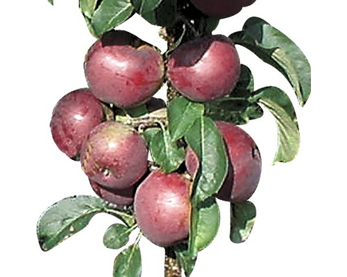 Bio Säulenapfel FloraSelf Bio Malus domestica 'Blue Moon' H 100-130 cm Co 7,5 L