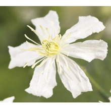 Nahaufnahme einer weißen Waldrebe