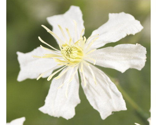 Waldrebe FloraSelf Clematis-Cultivars 'Paul Farges' H 50-70 cm Co 2,3 L Nahaufnahme einer weißen Waldrebe