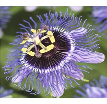 Nahaufnahme einer Passionsblume