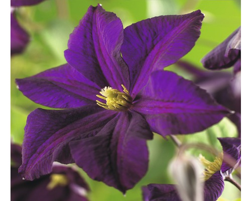 Waldrebe FloraSelf Clematis-Cultivars 'Romantika' H 50-70 cm Co 2,3 L