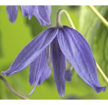 Nahaufnahme einer einzelnen, violetten Clematisblüte.