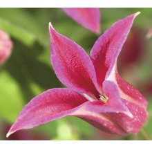 Waldrebe FloraSelf Clematis-Cultivars 'Princess Diana' H 50-70 cm Co 2,3 L-thumb-0