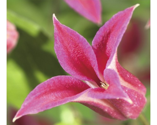 Waldrebe FloraSelf Clematis-Cultivars 'Princess Diana' H 50-70 cm Co 2,3 L-0