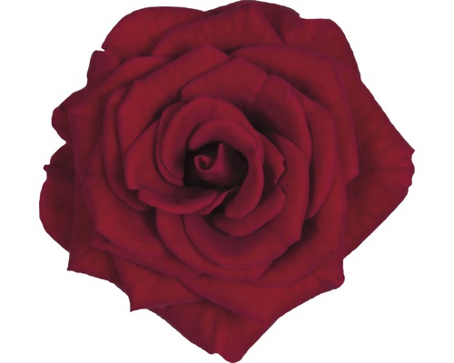 Nahaufnahme einer einzelnen Rose