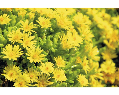 Nahaufnahme von Mittagsgold mit gelben Blüten und grünen Blättern