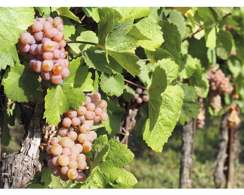 Bio Tafeltraube kernarm FloraSelf Bio Vitis vinifera 'Vanessa' H 60-100 cm Co 3 L Weinreben mit reifen Trauben und grünen Blättern