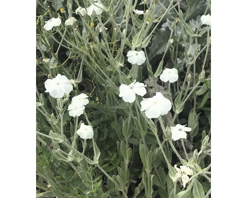 Weißblühende Vexiernelke FloraSelf Lychnis coronaria 'Alba' H 5-20 cm Co 0,5 L Blütenstand mit weissen Kronblättern und grünen Blättern