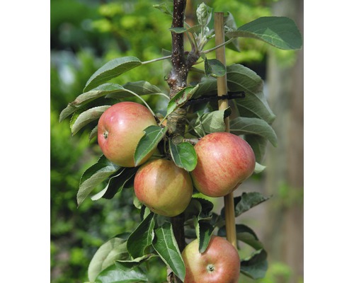 Bio Zwerg-Apfel FloraSelf Bio Malus domestica 'Delgrina' Stammhöhe 40 cm Gesamthöhe H 60-0 8cm Co 7,5 L