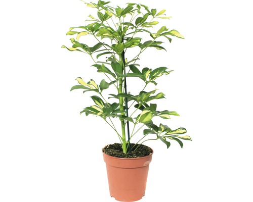 Schefflera Pflanze im Topf