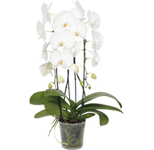 Schmetterlingsorchidee FloraSelf Phalaenopsis Hybride H 55-70 cm Ø 12 cm Topf