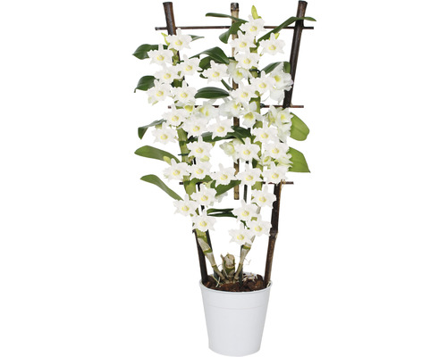 Dendrobium Nobile Orchidee mit Bambus Rankhilfe im Topf