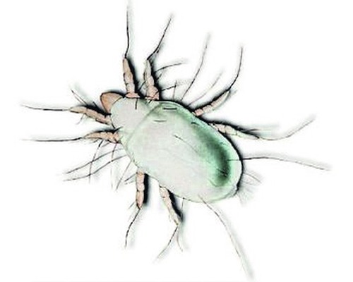 Darstellung einer Vogelmilbe