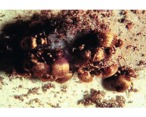 Nahaufnahme von Schildläusen auf einer Pflanze.