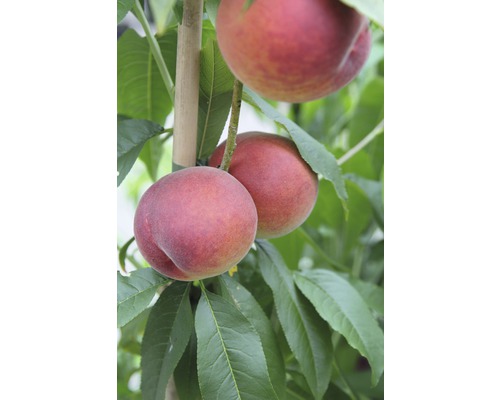 Bio Pfirsich FloraSelf Bio Prunus persica 'Roter Weinbergpfirsich' Stammhöhe 60 cm Gesamthöhe ca. 100-120 cm Co 7,5 L selbstfruchtend
