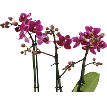 Schmetterlingsorchidee rosa purple FloraSelf Phalaenopsis Hybride H 45-55 cm Ø 12 cm Topf 3 Rispen