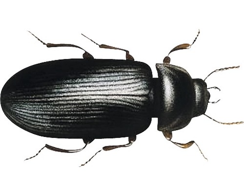 Schwarzer Getreideschimmelkäfer