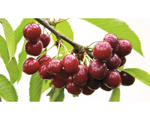 Bio Süßkirsche 'Kassins Frühe Herzkirsche' FloraSelf Bio Prunus avium 'Kassins Frühe Herzkirsche' Stammhöhe ca. 60 cm Gesamthöhe 130-150 cm Co 7,5 L Busch Kirschenzweig mit reifen Kirschen und Blättern